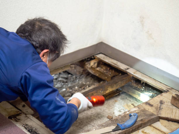 Best DIY Mold Remediation Support Services in Markle, IN