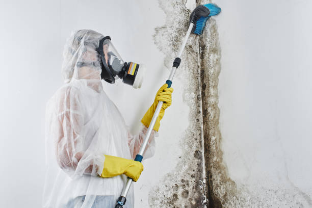 Best DIY Mold Remediation Support Services in Markle, IN