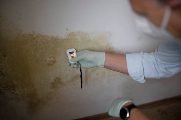 Best HVAC Mold Remediation in Markle, IN