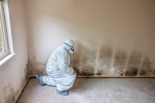 Best Black Mold Remediation in Markle, IN